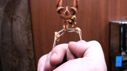 Une mante religieuse se bat contre un pouce humain