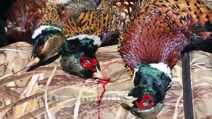 Hunting Hills--Chukar Hunt--2/21/15