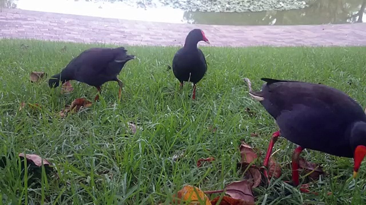 Des poules d'eau partageuses