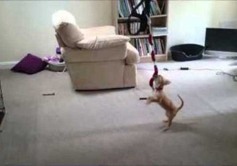 A Great Idea for Doggy Fitness Training