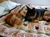 Missing cat reunites with German Shepherd