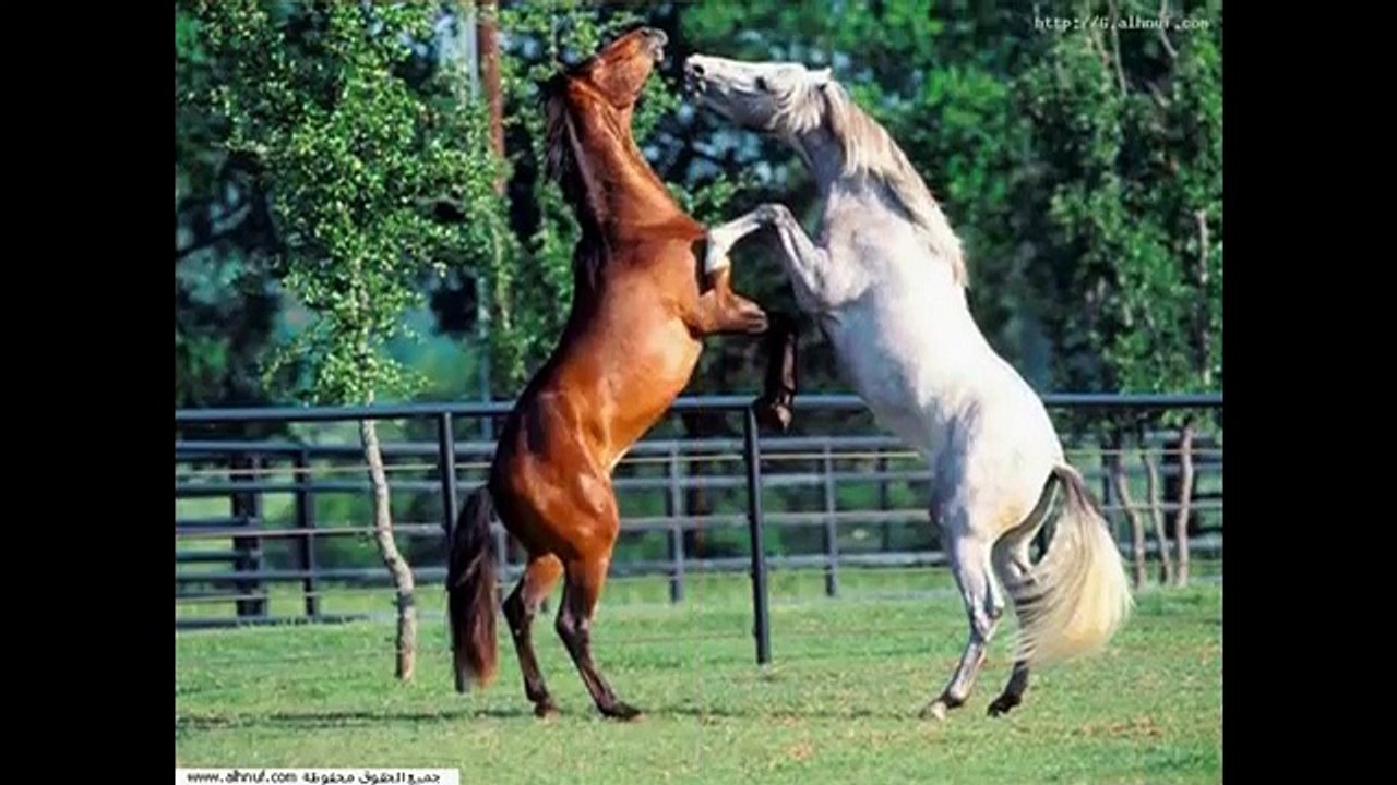 beauti full horse