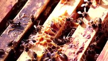 VIDEO GDSA 2 mortalite abeilles Pyrénées Orientales et Ariège