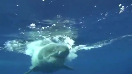 Büyük Beyaz Köpekbalığı Dalgıca Saldırdı