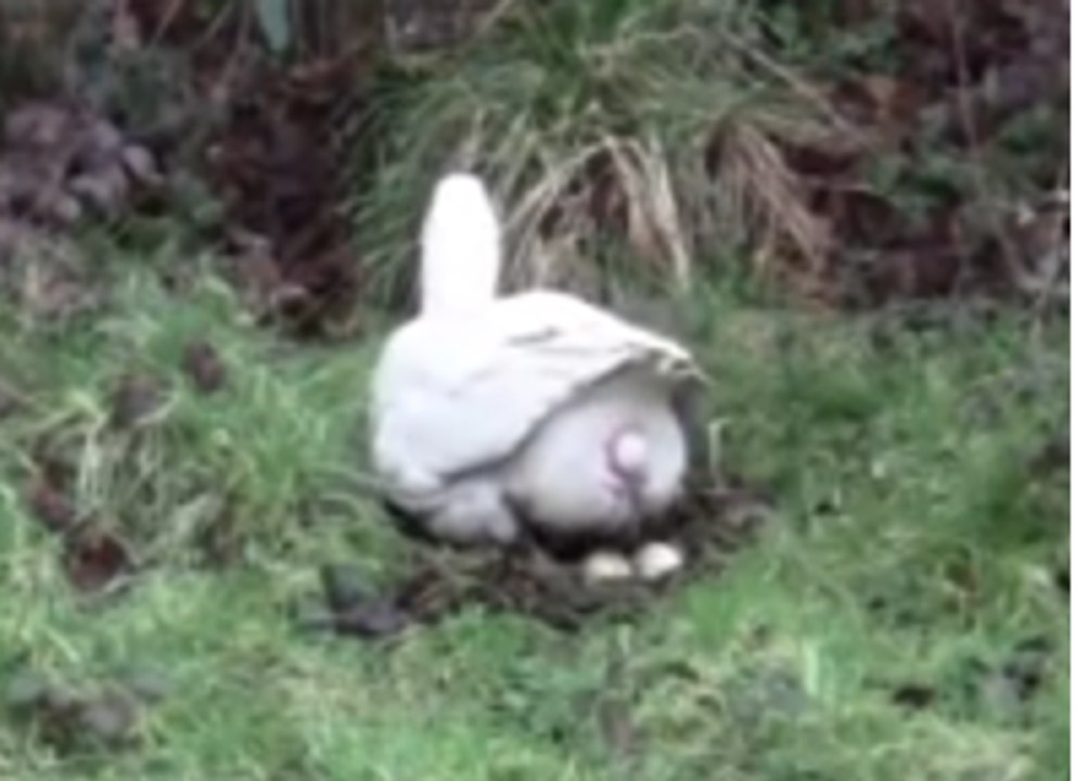 duck laying egg