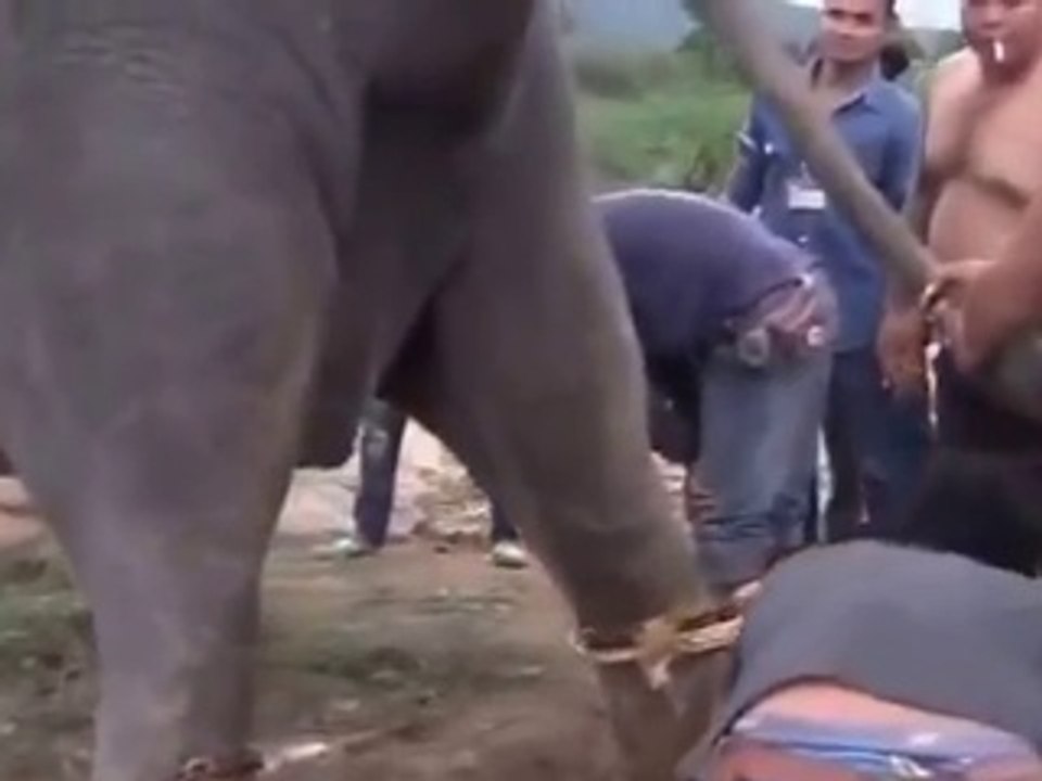 elephant giving birth