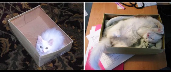 Before And After Photos Of Cats Growing Up
