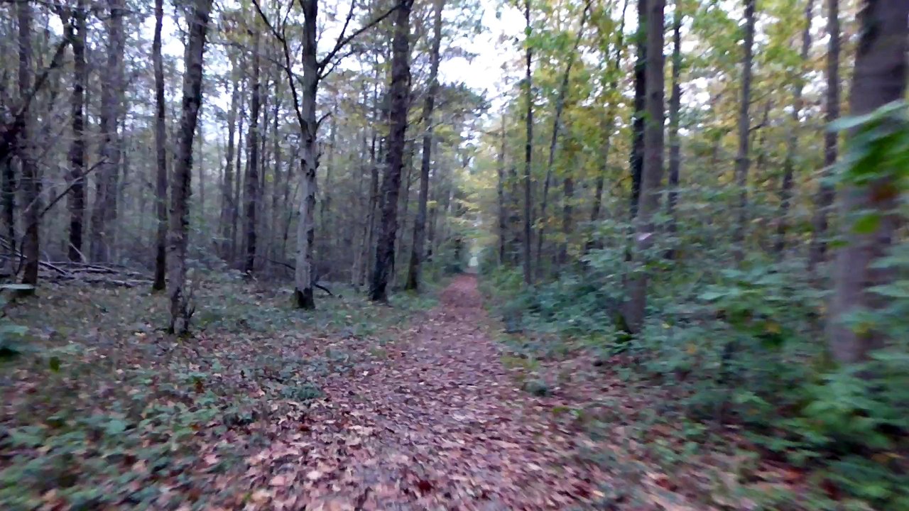 Fahrt durch den wald