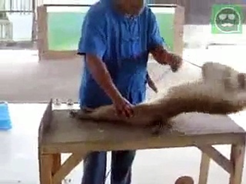 Amazing Monkey