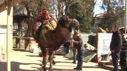 Balıkesir'de Deve Kortejine Yoğun İlgi