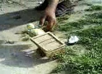 Chick-Cart really amazing invention by Pakistan