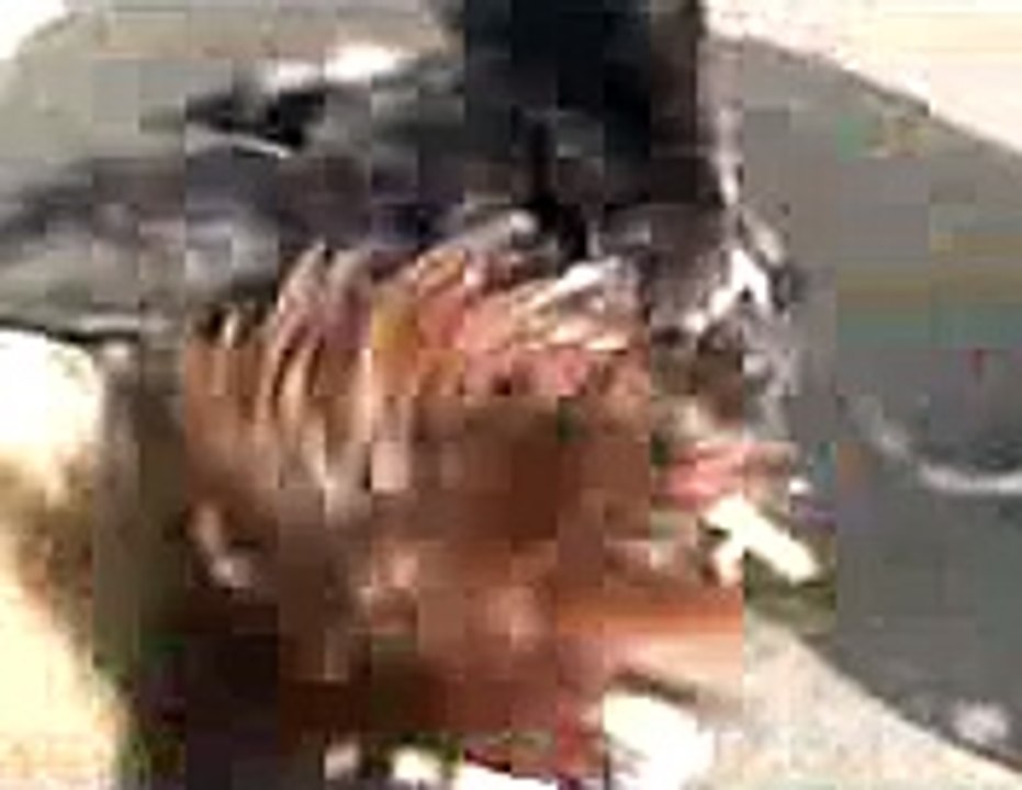 dog vs rooster - funny fight