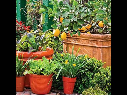Pots /gamlay / containers Kitchen Gardening by Dr.Ashraf Sahibzada