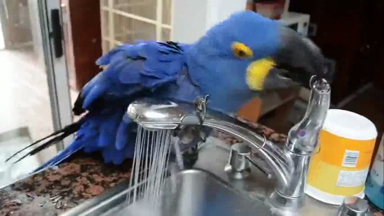 Banyo Keyfi Yapan Sevimli Papağan