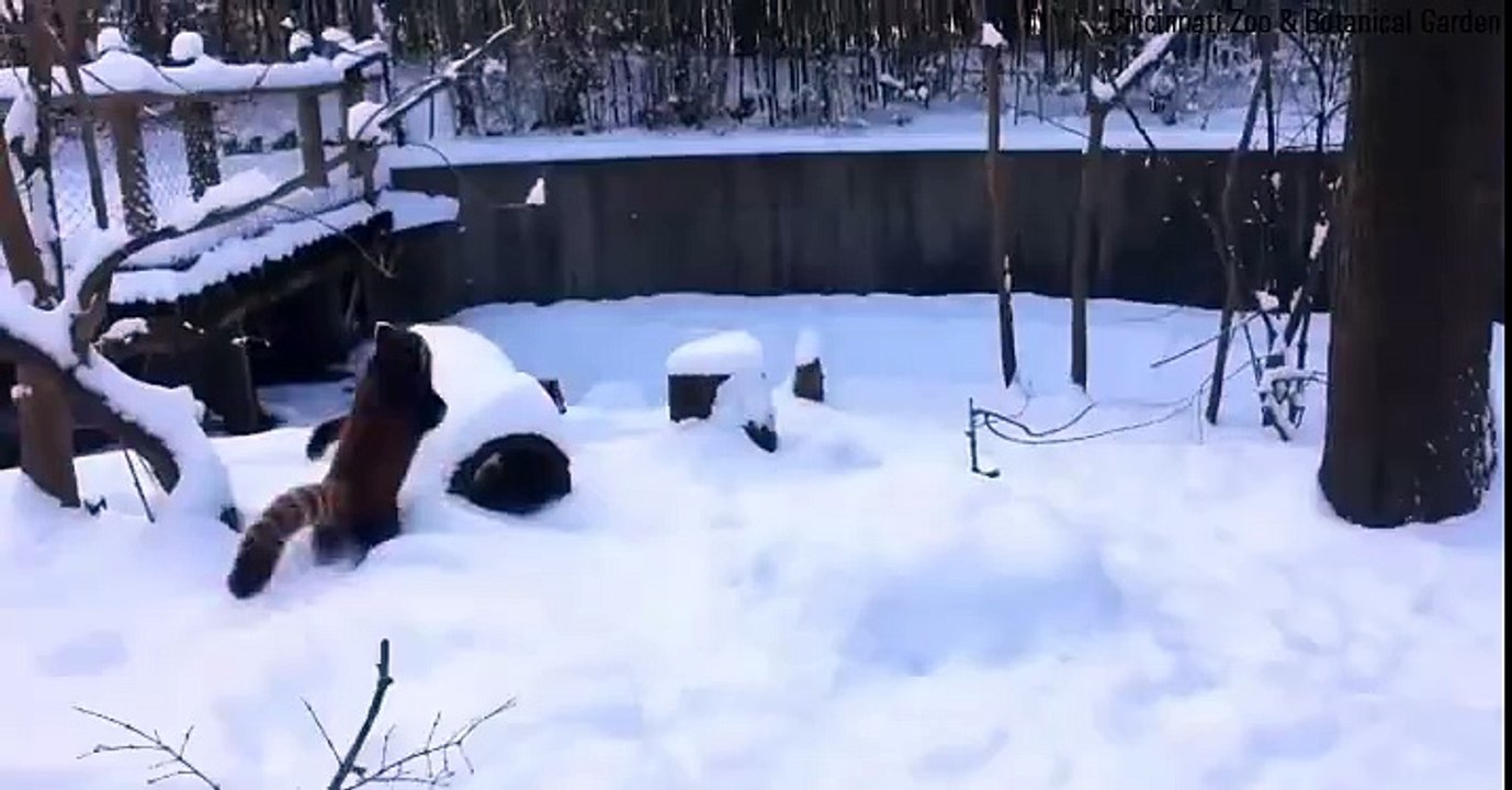 Red Pandas + Raccoon!