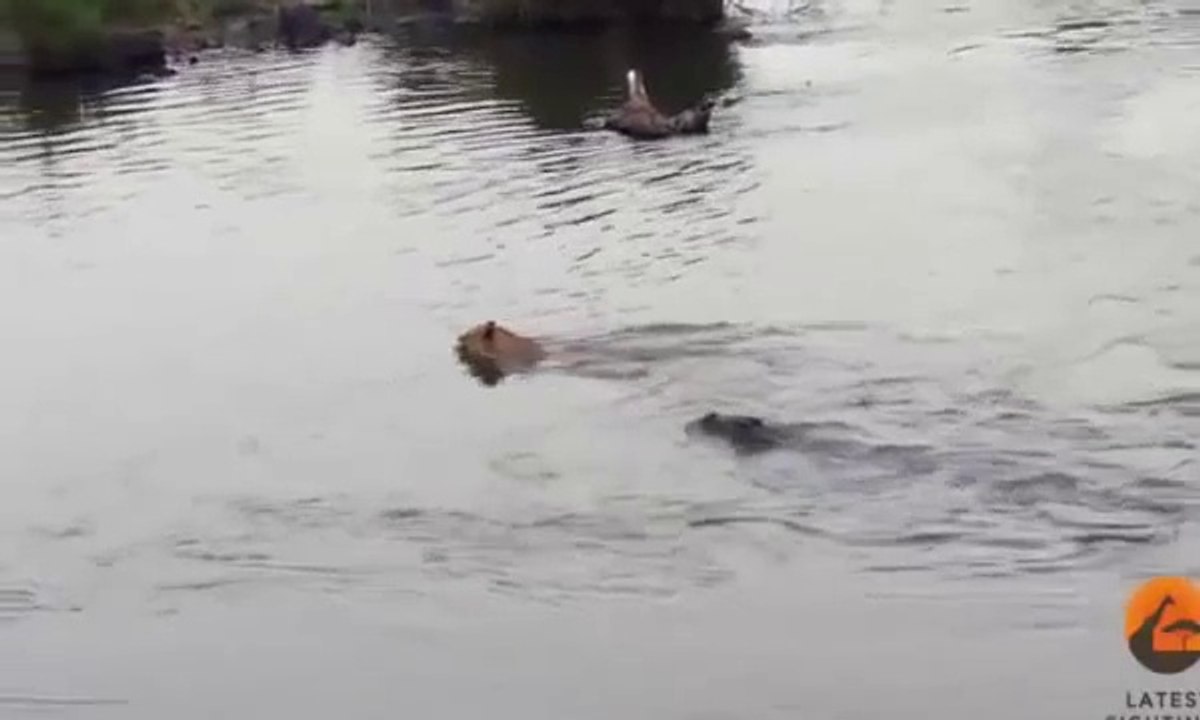 Crocodile attack lion in water and the lion survive