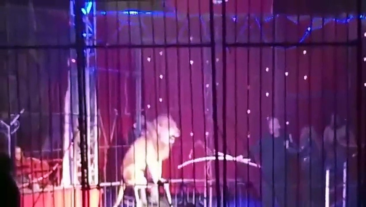 Lion attack his trainer in eygpt