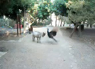 Goat vs  Peacock - Fighting  - Коза против Павлина !