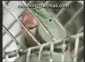 speaking parrot - amazing bird