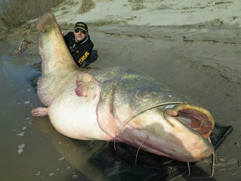 Un silure géant de 127 kilos pêché en Italie