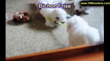 Bichon Frise, Puppies, For, Sale, In, Wichita, Kansas, KS, Pittsburg, Hays, Liberal, Prairie Village