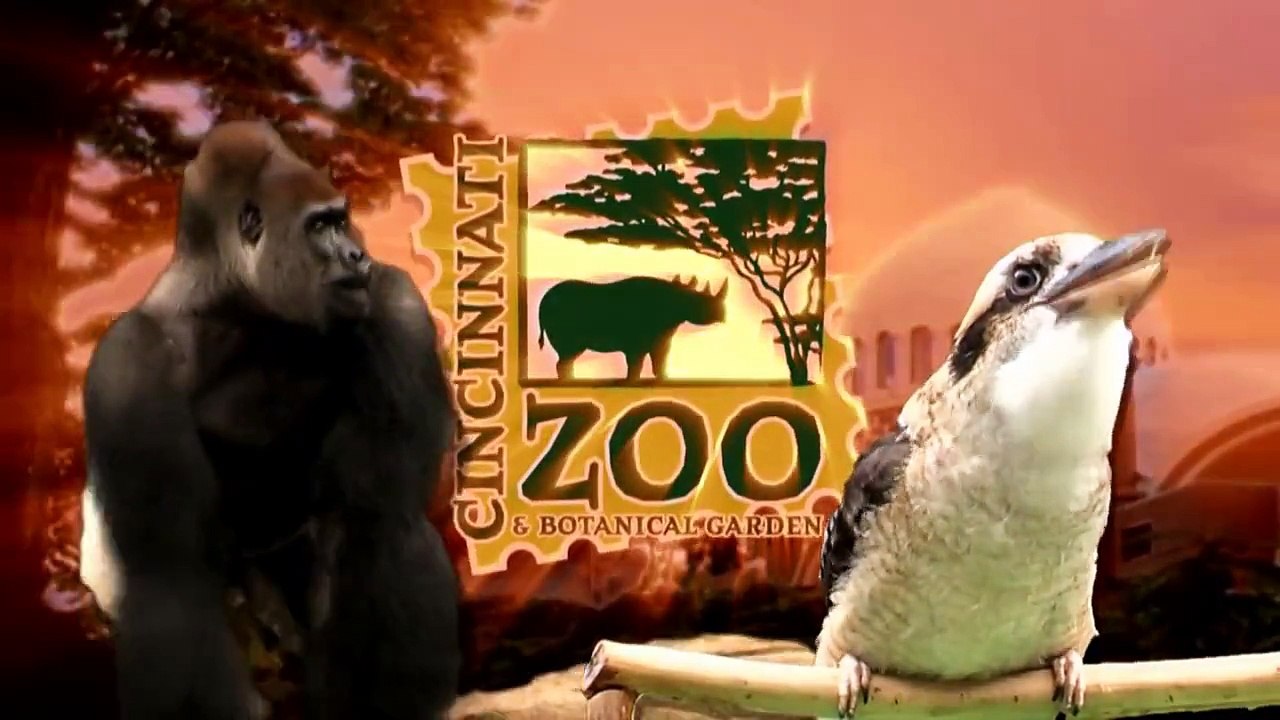 Si Vous N'aviez Jamais Vu De Pandas Roux Jouer Dans La Neige, Vous Allez Craquer... Irrésistible !