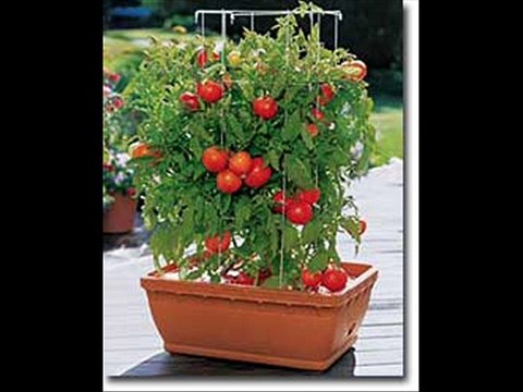 Pots/ containers gardeing ki paidawar by Dr.Ashraf Sahibzada