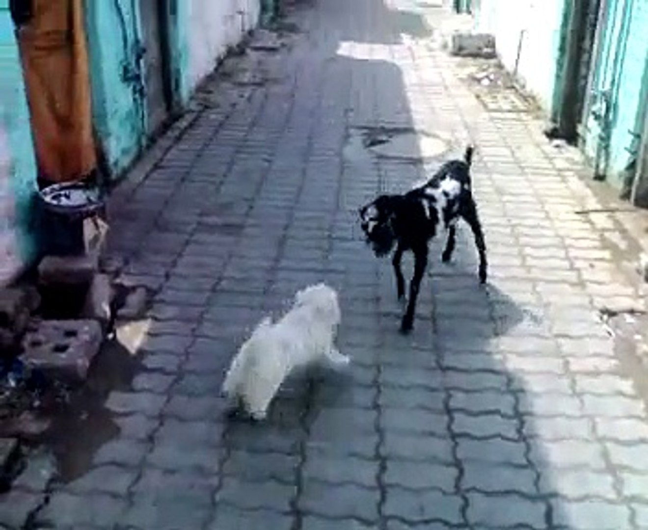 ⁣dog and goat ohh shit just goat serious