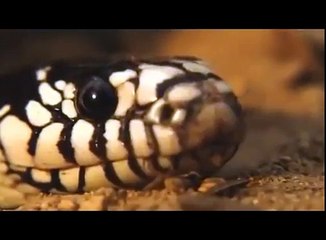 Схватка гремучей змеи с королевской змеей.