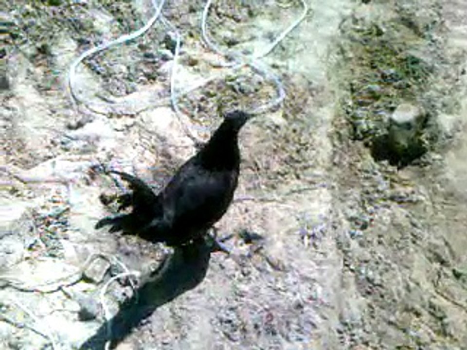 GALLINA MEL SIMS vendo  $3000 TOLUCA