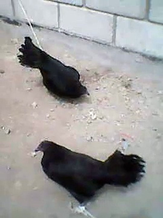 GALLINA MEL SIMS vendo a $3000 TOLUCA probando 2