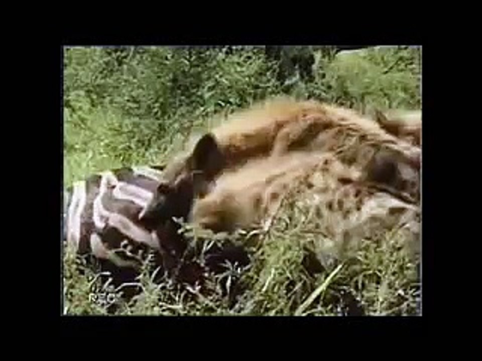 Гиены растерзали львицу!