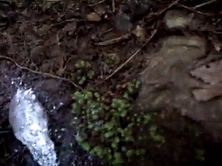 Bizarre Fungus Waves Hello