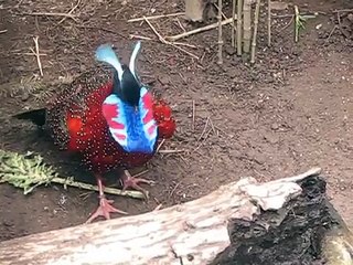 frontal courtship of a tragopan satyra