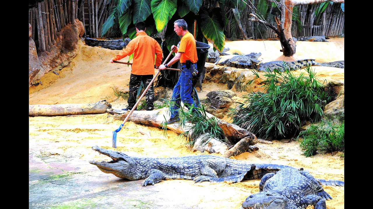 HD La Ferme aux Crocodiles N°4 L'Entretien Pierrelatte Anciaux Martine monde tv web nature