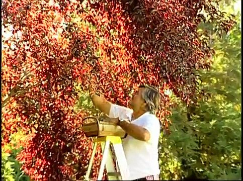 Cómo preparar conservas