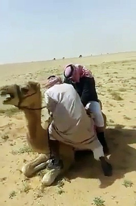 funny camel