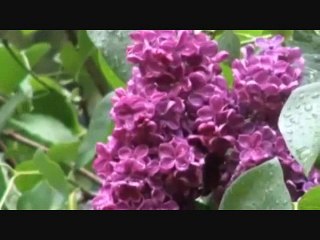 barkha rani zara jam ke... voice of mukeshji,by dj mehfil live