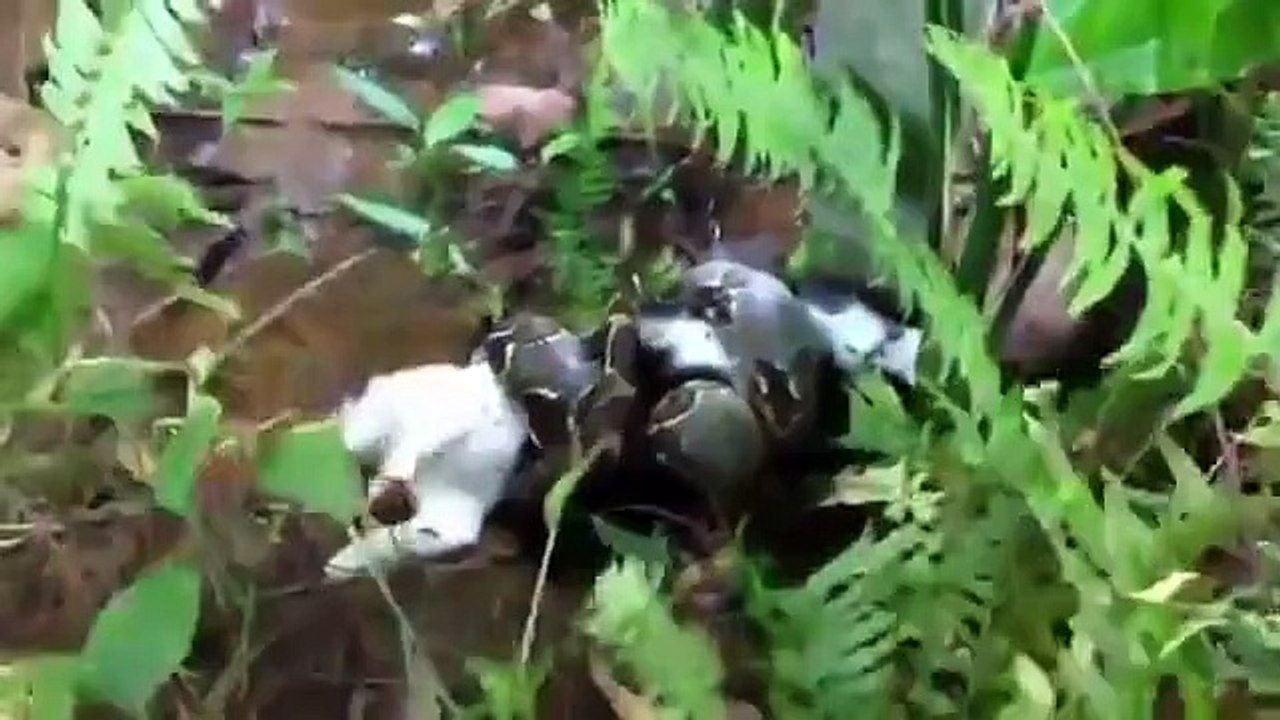 snake with cat