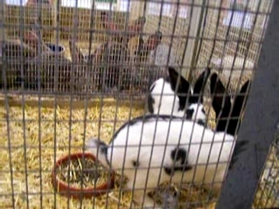 Lapin géant
