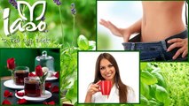 Iaso Tea Ingredients & Benefits