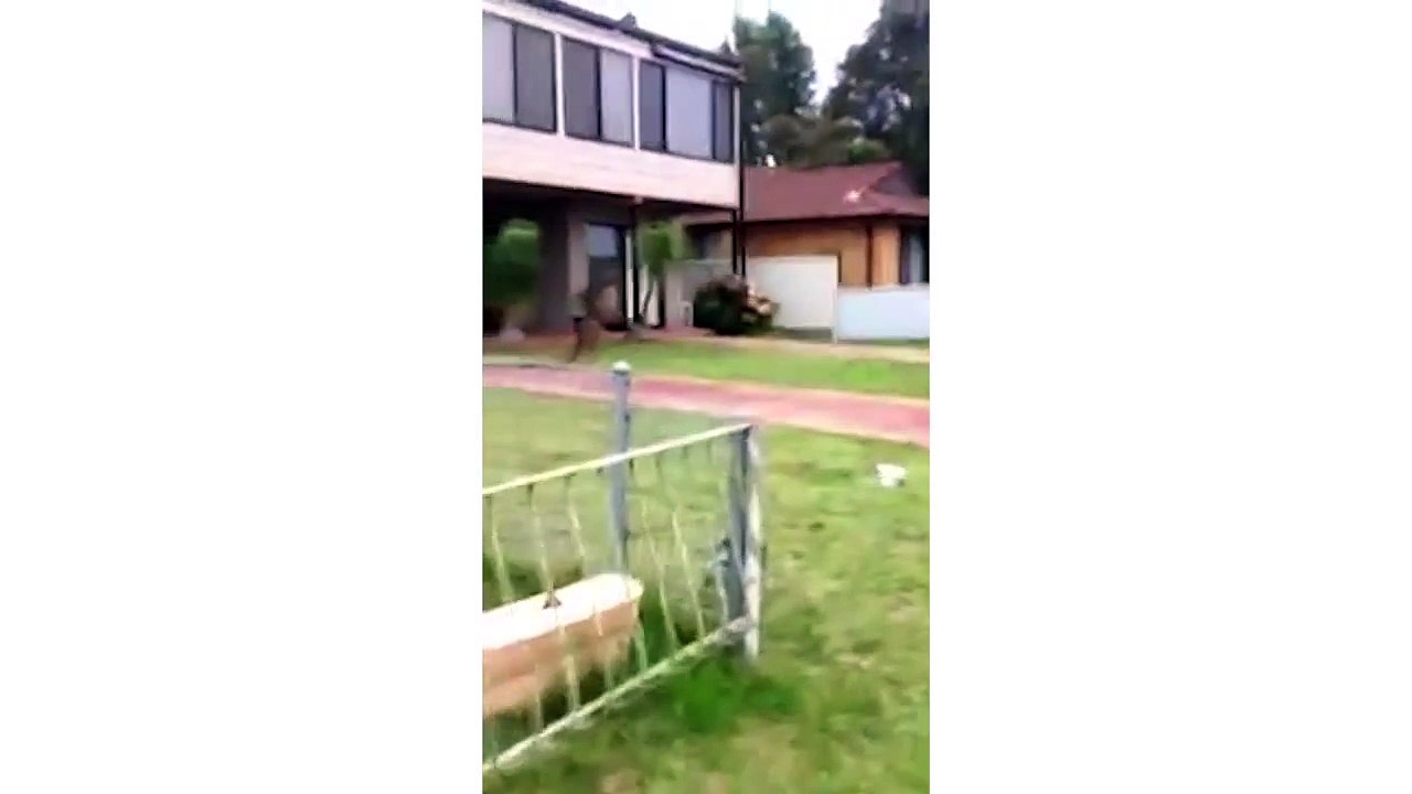 Kangaroos Hopping Through Neighborhood.