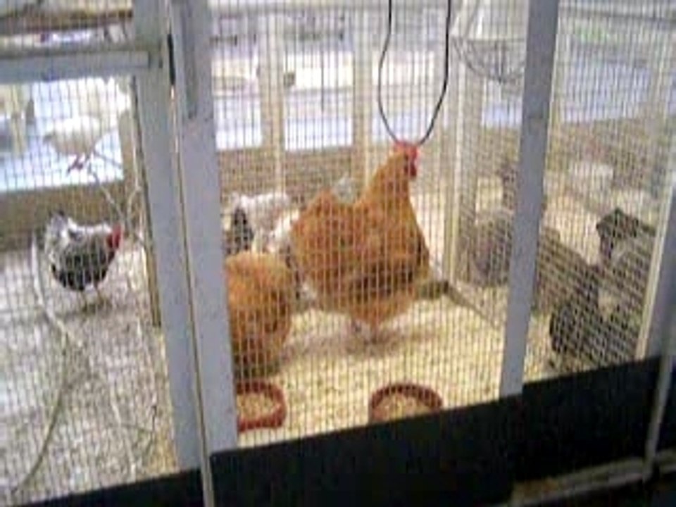 Poule enorme