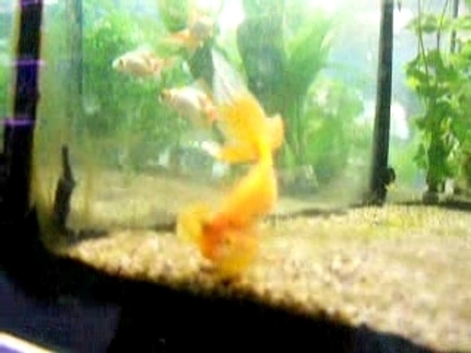 Poisson chelou
