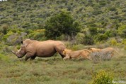 Lion vs Rhino Fight to Death - Lions fighting to death