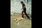 Funniest Prank ever with a Sleeping DOG