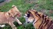TIGER Cub playing with LION Cub - The Cutest Fight Ever