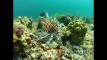 Lionfish Hunting in The Bahamas
