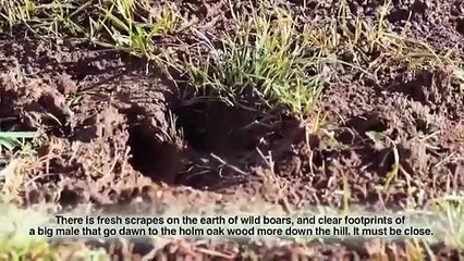 The Best of Wild Boar Fever trailer 2 - Hunters Video