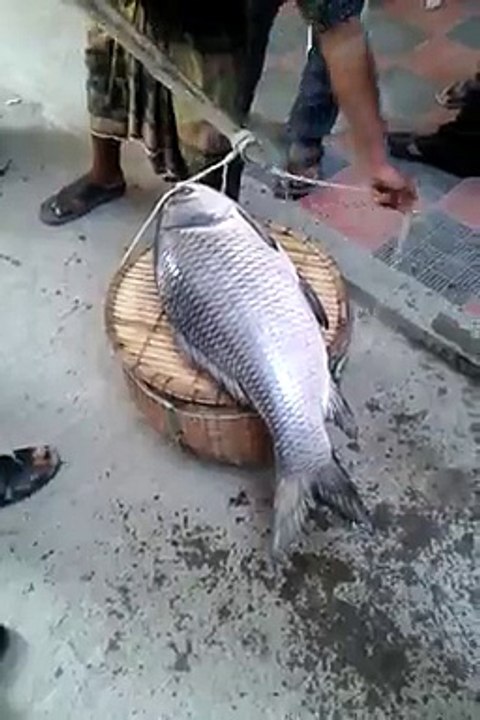 Big fish